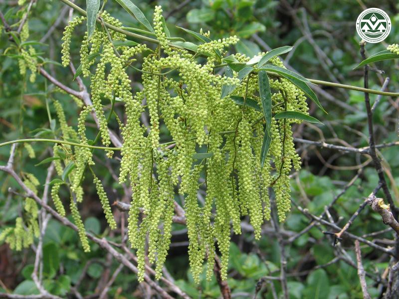 Dioscorea kamoonensis