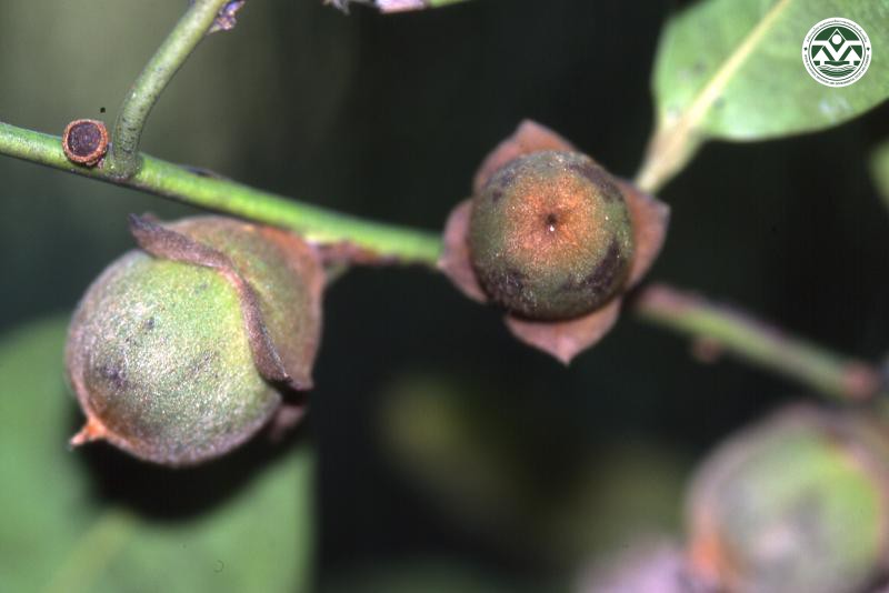 Diospyros undulata