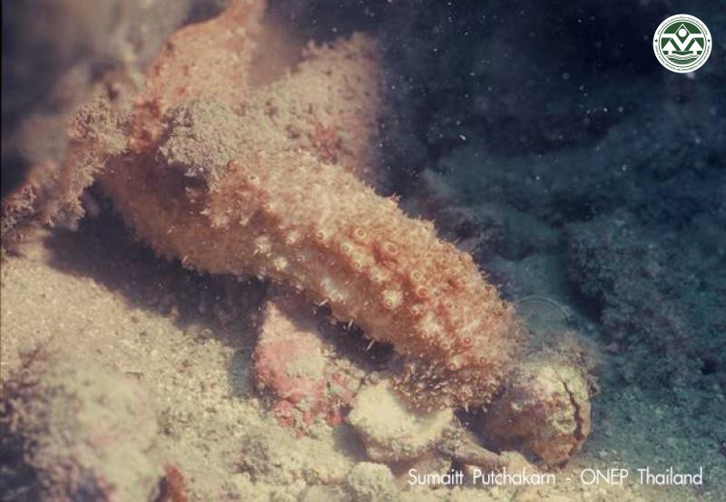Holothuria fuscocinerea