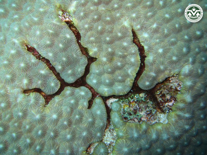 Diploastrea heliopora
