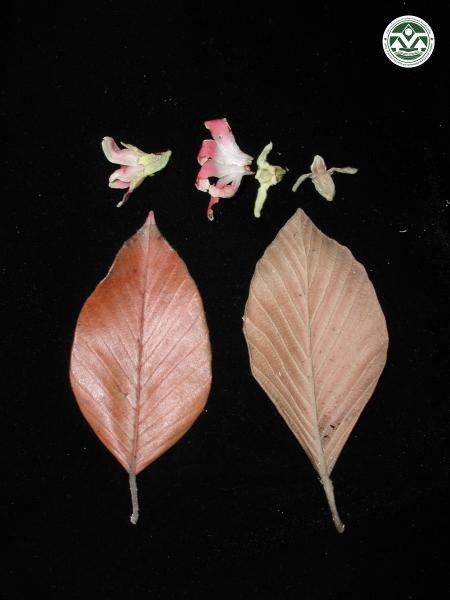 Dipterocarpus costatus