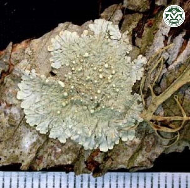 Dirinaria picta