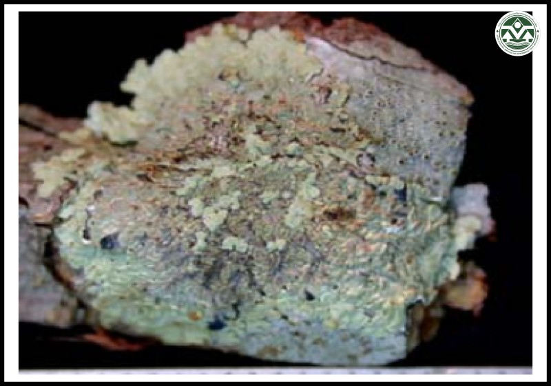 Dirinaria confluens