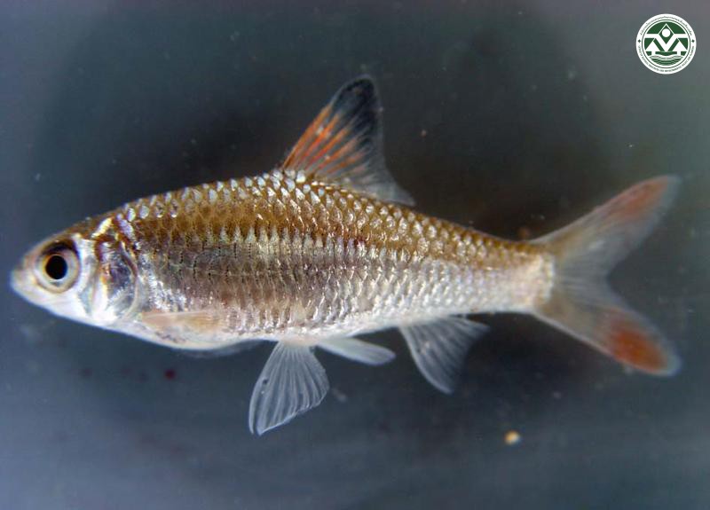 Discherodontus halei