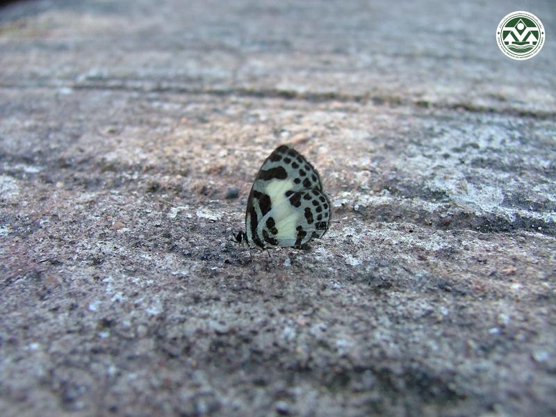 Discolampa ethion