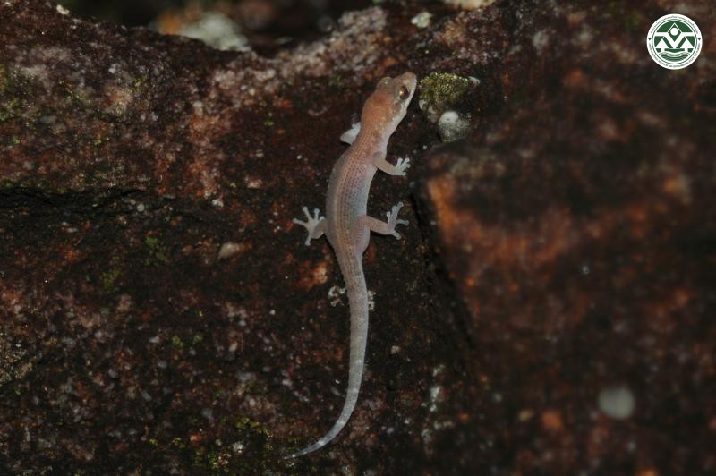 Dixonius melanostictus