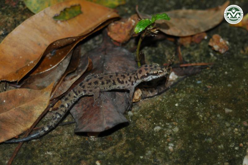 Dixonius siamensis