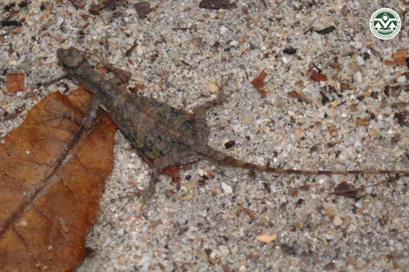 Draco taeniopterus