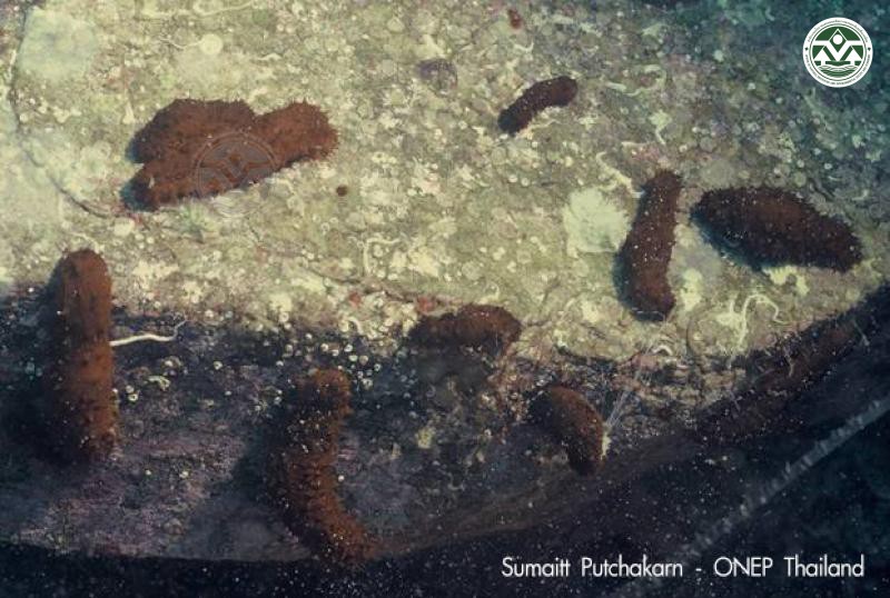 Holothuria difficilis