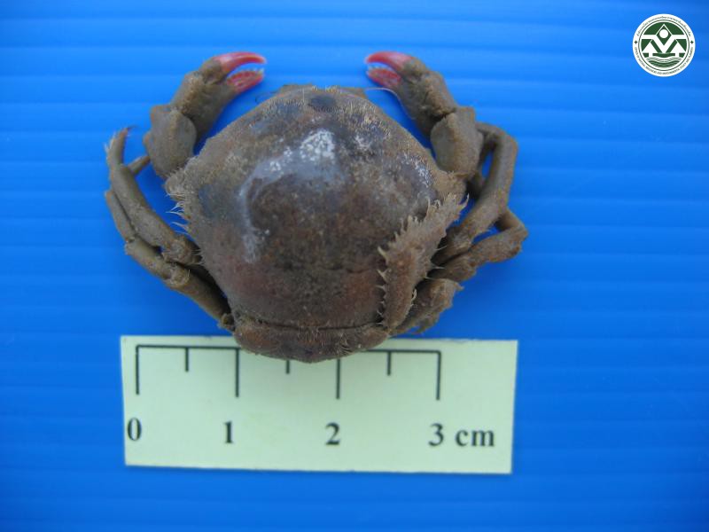 Dromia dehaani