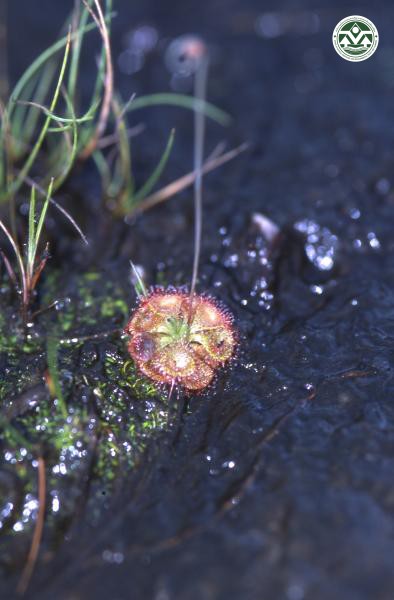 Drosera burmannii