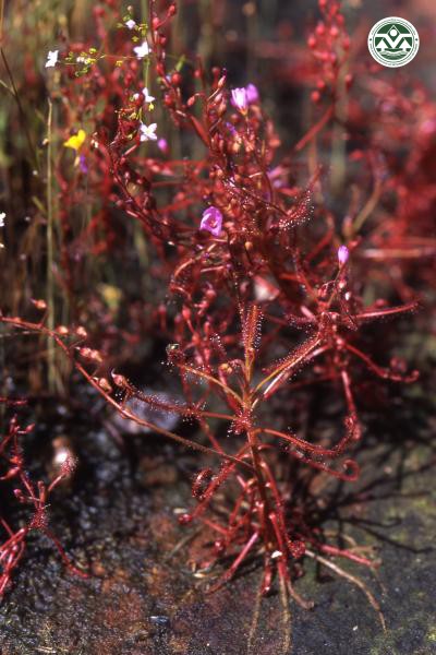 Drosera indica
