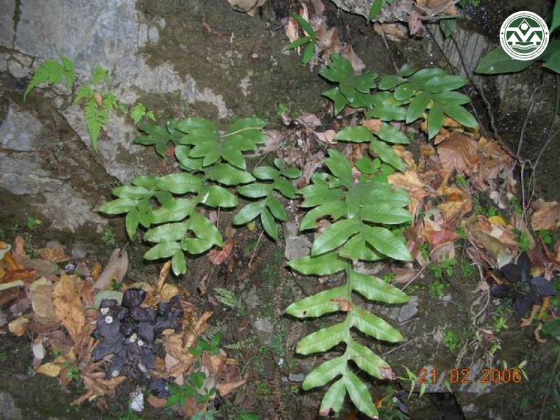 Drynaria bonii