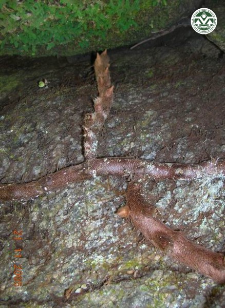 Drynaria propinqua