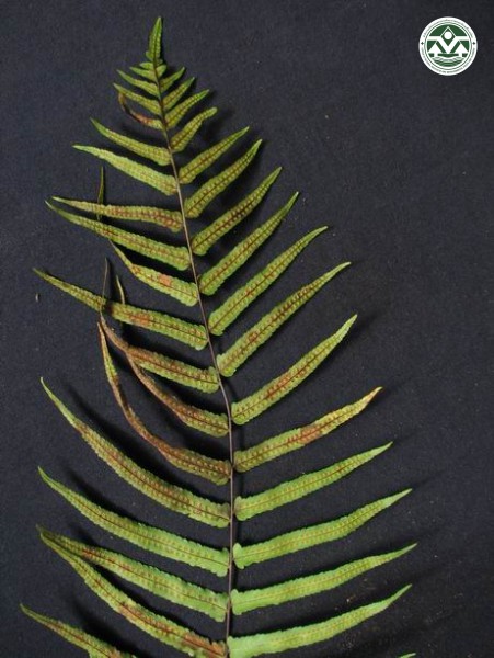 Drynaria rigidula