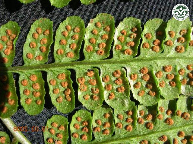 Dryopteris cochleata