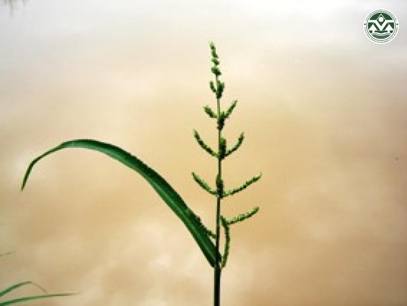 Echinochloa colona