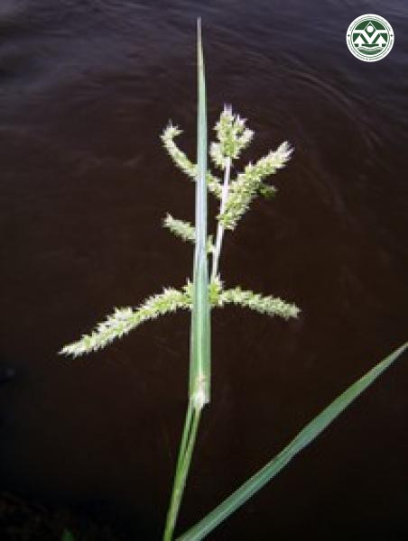 Echinochloa crusgalli