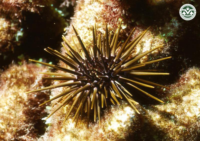 Echinometra matahei