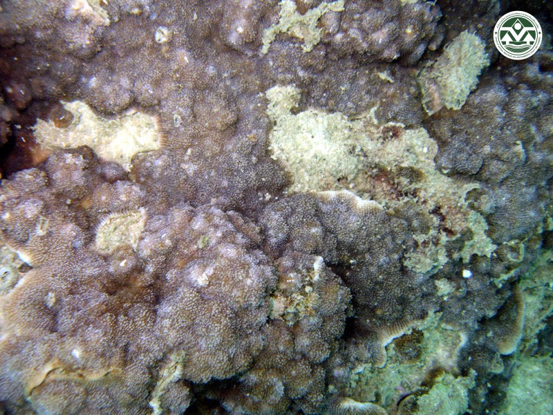 Echinophyllia aspera