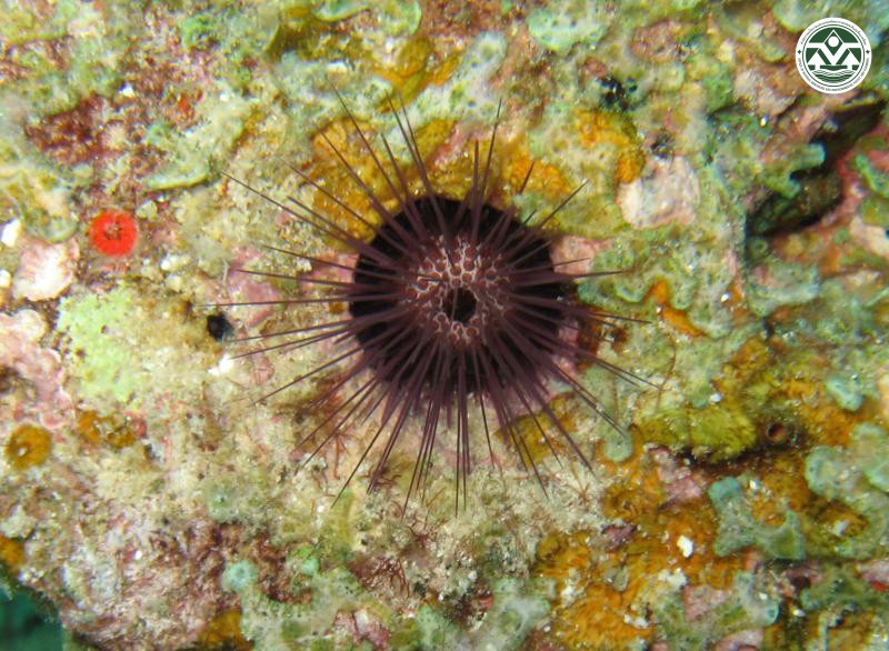 Echinostrephus molaris