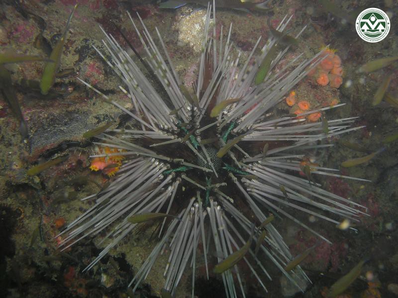 Echinothrix calamaris