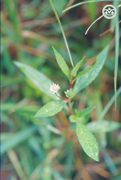Eclipta prostrata