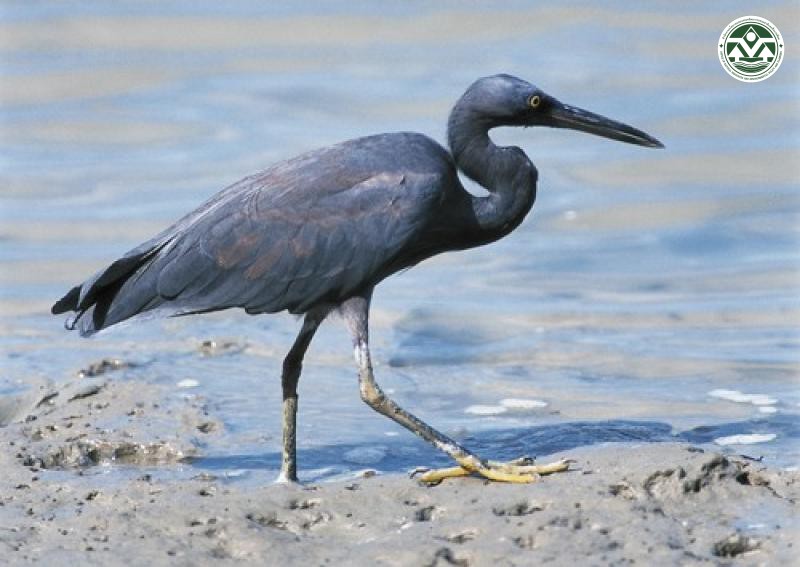 Egretta sacra