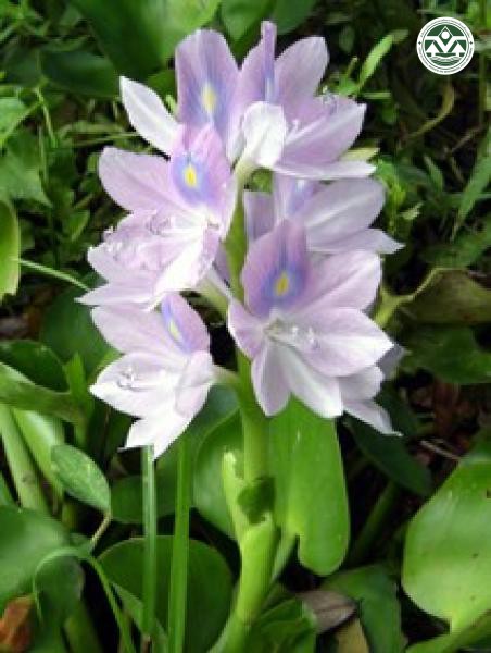 Eichornia crassipes