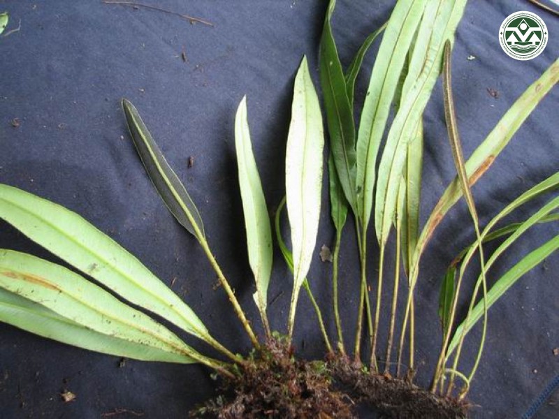 Elaphoglossum malayense