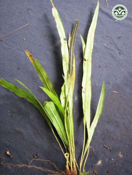 Elaphoglossum stelligerum