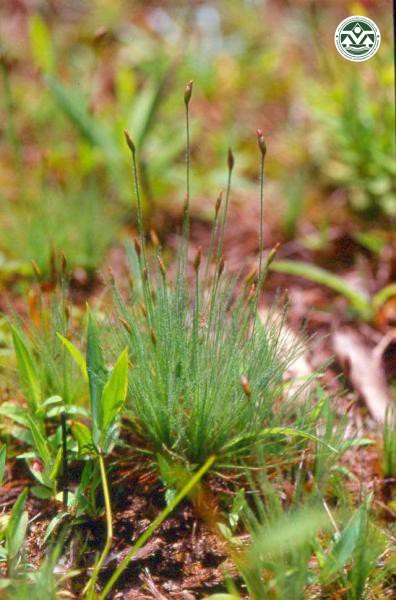 Eleocharis retroflexa