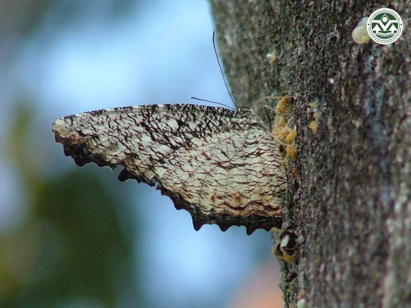 Elymnias nesaea