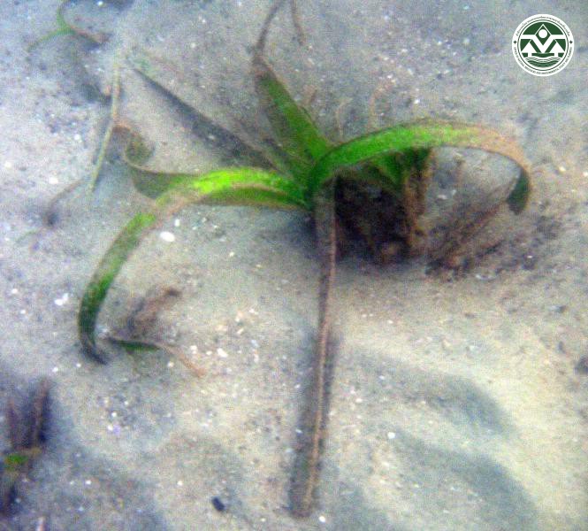 Enhalus acoroides