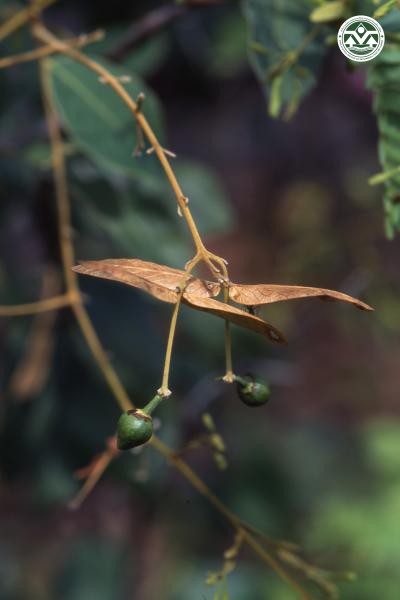 Enkleia siamensis