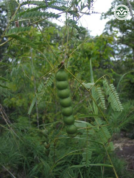Entada reticulata