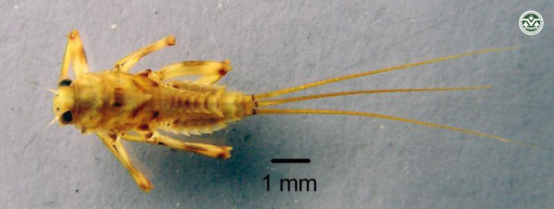 Ephemeralla ignita