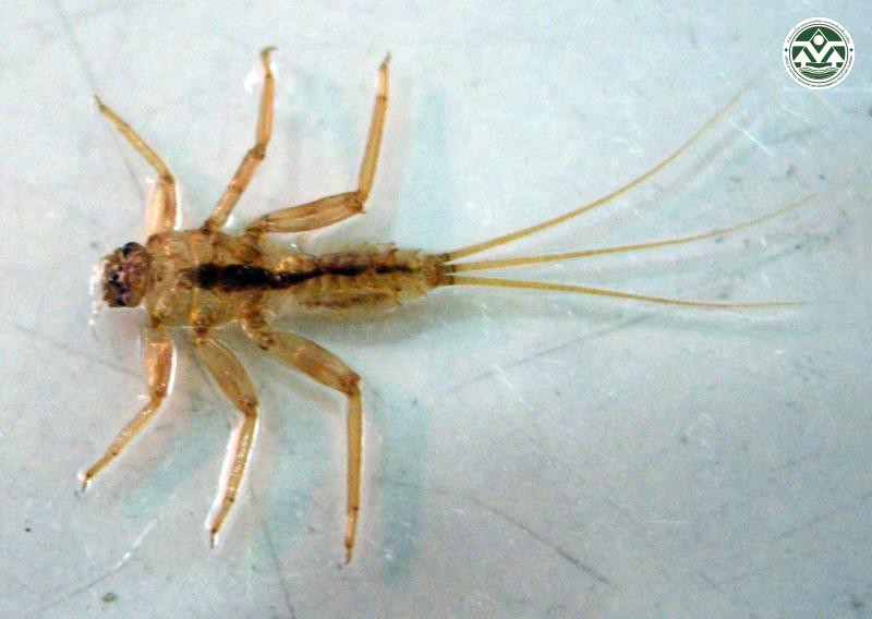 Ephemerella notata