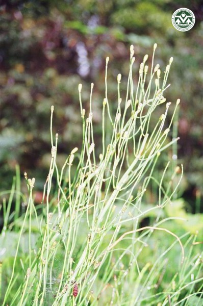 Equisetum debile