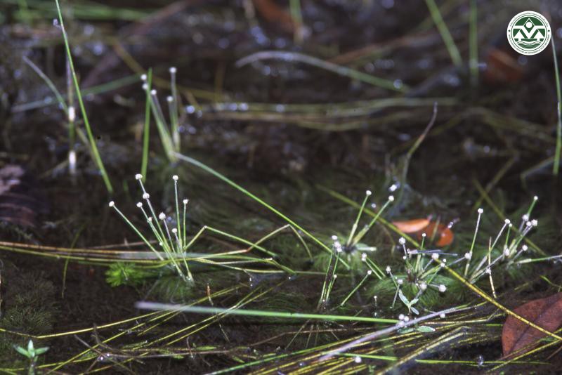 Eriocaulon setaceum