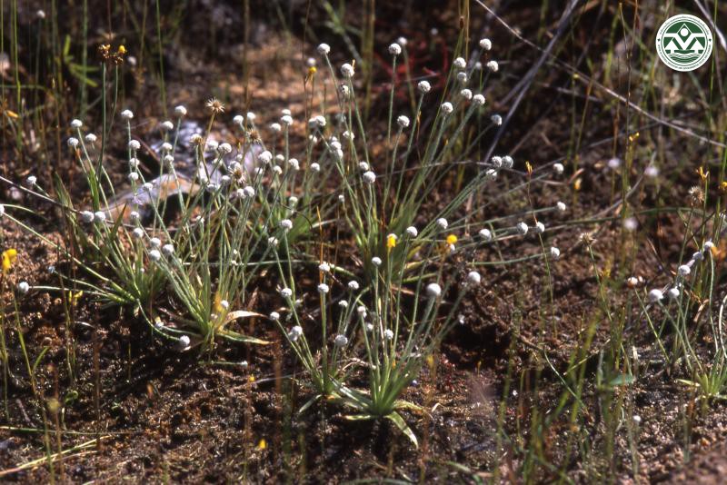 Eriocaulon smitinandii