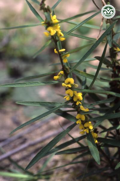 Eriosema chinense