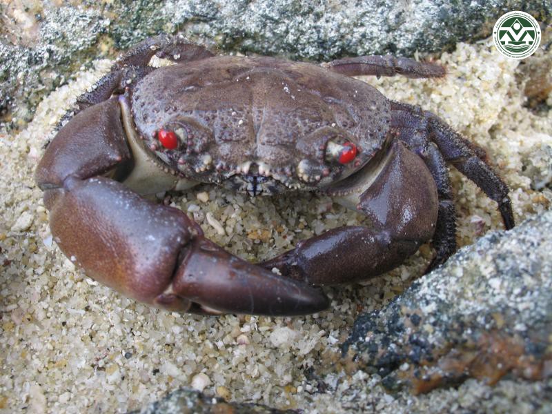 Eriphia sebana