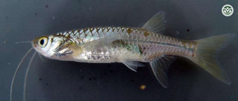 Esomus metallicus