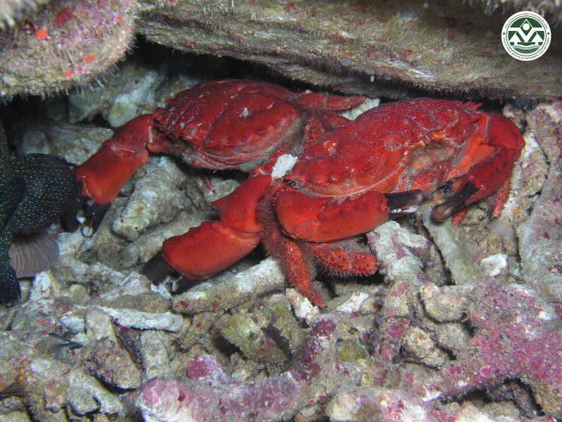 Etisus splendidus