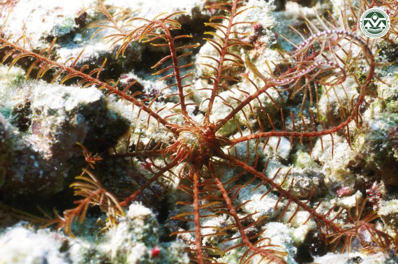 Euantedon polytes