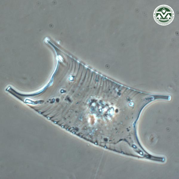 Eucampia cornuta