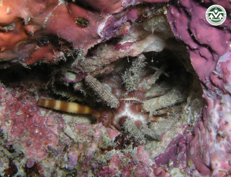 Eucidaris metularia