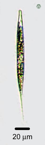 Euglena acus