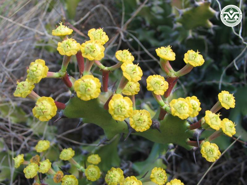 Euphorbia antiquorum